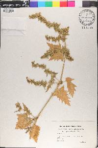 Atriplex calotheca image