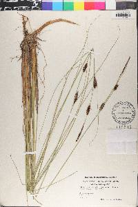 Carex lasiocarpa image