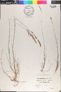 Agrostis vinealis image