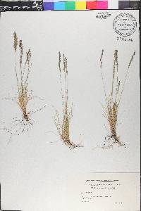 Festuca ovina image