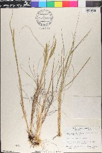 Poa secunda var. scabrella image