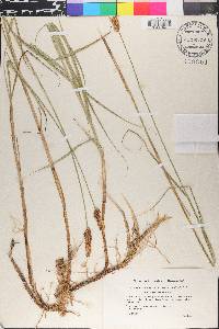 Carex disticha image