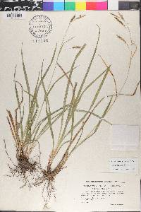 Carex sylvatica image