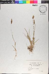 Anthoxanthum odoratum image