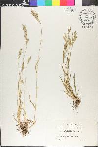 Bromus hordeaceus image