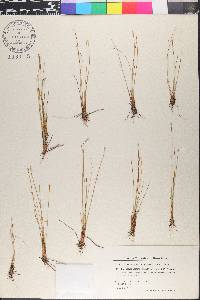 Eleocharis quinqueflora image