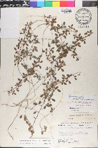 Galactia minor image