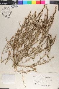 Atriplex littoralis image