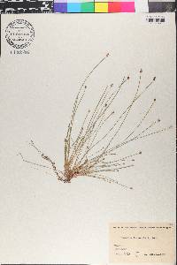 Eleocharis ovata image