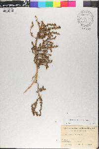 Thymelaea hirsuta image