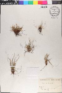 Carex humilis image