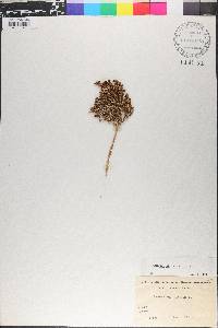 Thymelaea hirsuta image