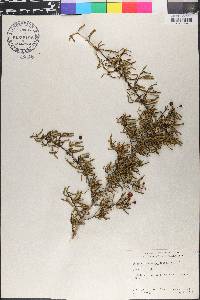 Cneoridium dumosum image