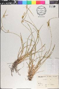 Carex oederi image