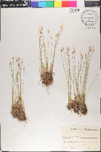Eriophorum alpinum image