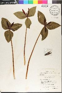 Trillium maculatum image