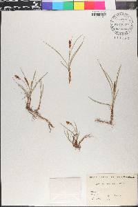 Eleocharis ovata image