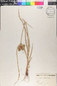Cyperus eragrostis image