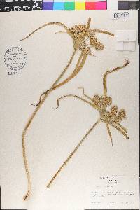 Cyperus eragrostis image