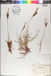 Carex glauca image