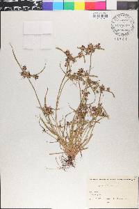 Cyperus fuscus image