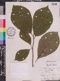 Magnolia acuminata image