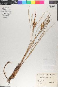 Carex rostrata image