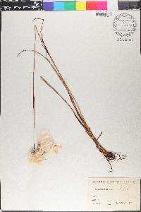 Eriophorum angustifolium image