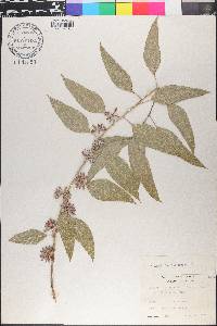 Eucalyptus tereticornis image