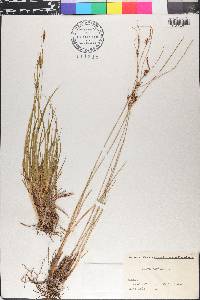 Carex distans image