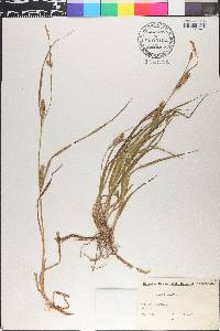 Carex hirta image
