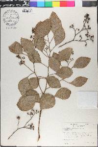 Eucalyptus polyanthemos image