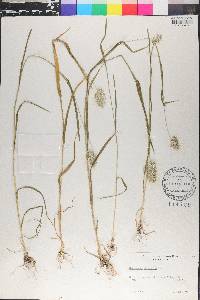 Cynosurus echinatus image