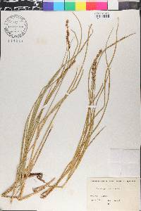 Carex paniculata image