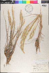 Sphenopholis interrupta image