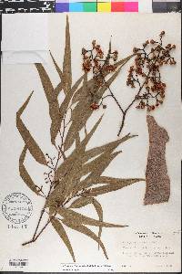 Corymbia citriodora image