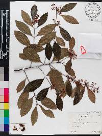 Catha edulis image