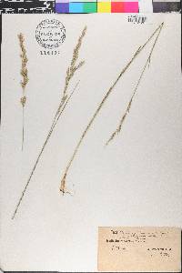 Lolium arundinaceum image