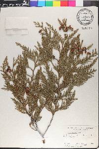 Thuja plicata image