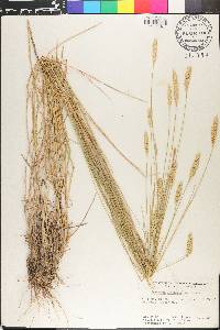 Agropyron cristatum image