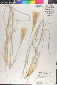 Leptochloa crinita image