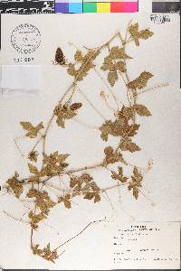 Passiflora foetida image