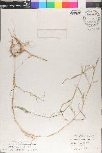 Muhlenbergia frondosa image