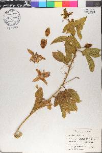 Passiflora edulis image