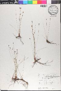 Eleocharis tenuis image