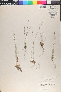 Trichophorum alpinum image