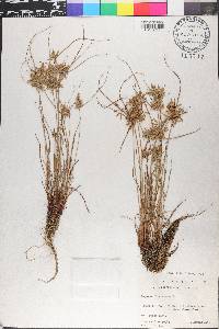 Cyperus flavescens image