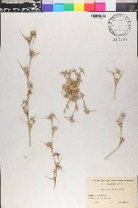 Crypsis aculeata image