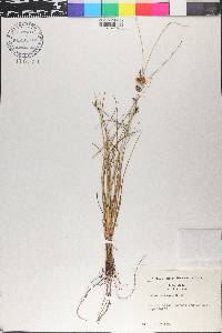 Carex extensa image