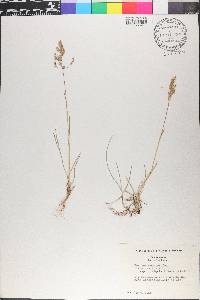 Poa pratensis subsp. irrigata image